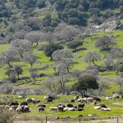 Ο στρατός αναλαμβάνει τον επιχειρησιακό συντονισμό στη Λέσβο στη μάχη κατά του αφθώδους πυρετού.