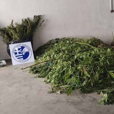Σύλληψη για καλλιέργεια δενδρυλλίων κάνναβης στις Σέρρες