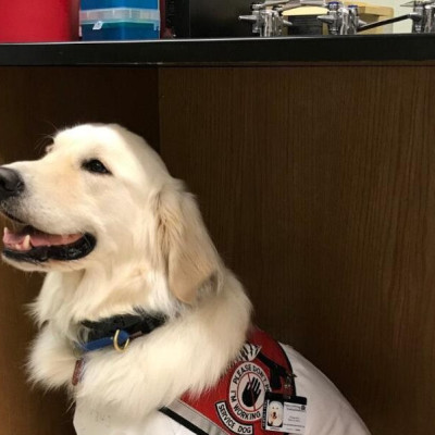 Υπέροχος σκυλάκος φορά στολή προστασίας για να βοηθήσει την επιστήμονα ιδιοκτήτριά του στο εργαστήριό της